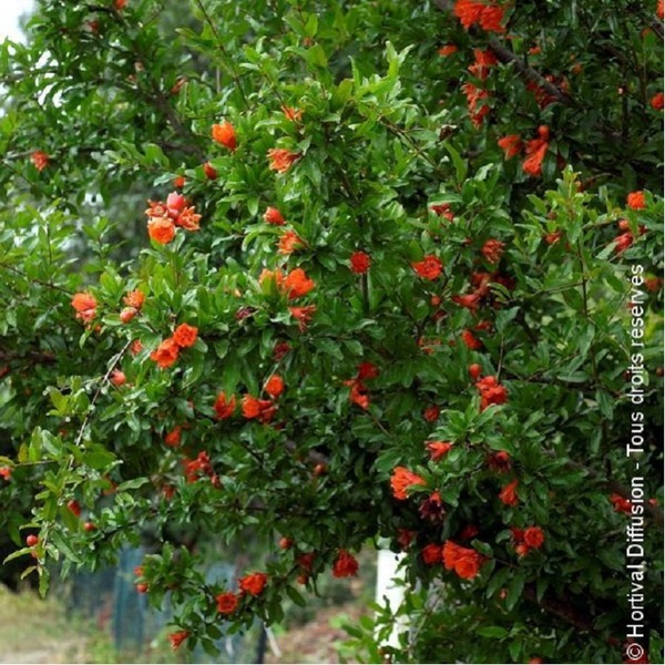 Quel est le nom de cet arbre fruitier ?