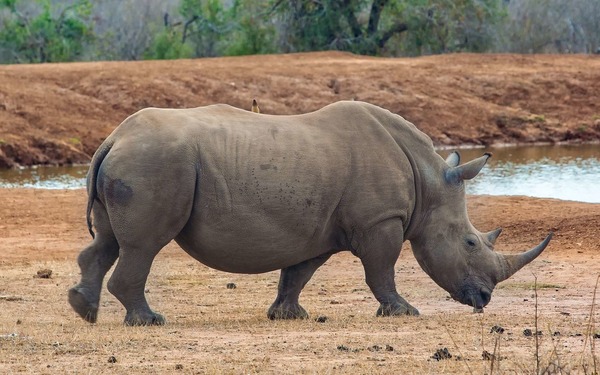 Combien existe-t-il d'espèces de rhinocéros vivant actuellement sur notre planète ?