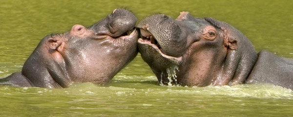 Les hippopotames produisent :