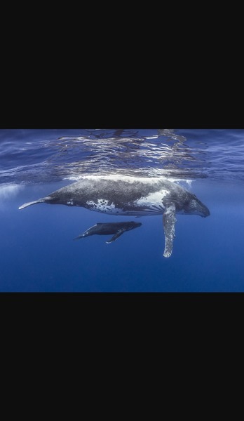Vrai ou faux. La baleine n'est pas un mammifère marin.