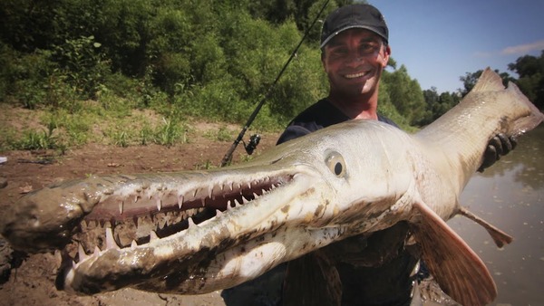 Comme vous pouvez le constater, il vaut mieux éviter de mettre ses doigts dans la gueule de ce poisson d'Amérique du Nord ! ?