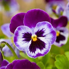 Devine la fleur