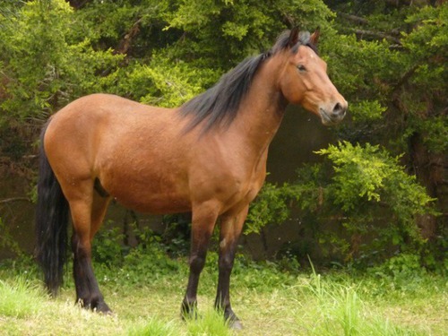 Comment s'appelle ce poney ?