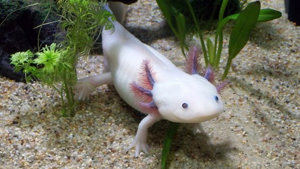 Quel est le nom de cet animal aquatique ?