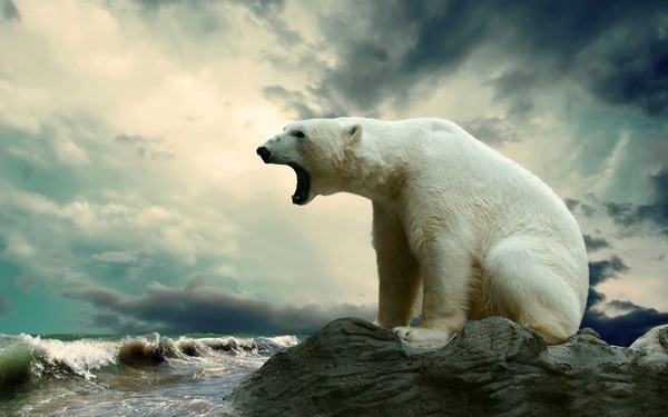 L'ours polaire peut jeûner :