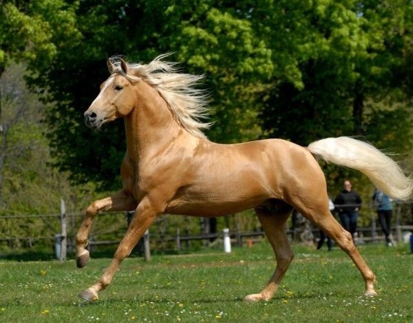 Quelle est la robe de ce cheval ?