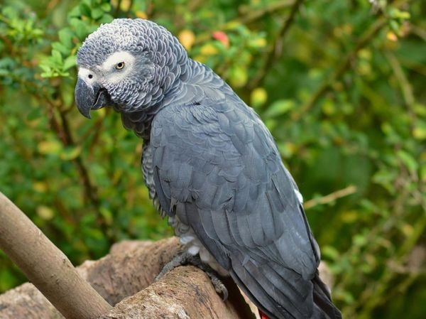 Le perroquet gris d’Afrique peut même retenir jusqu’à 800 mots ! 