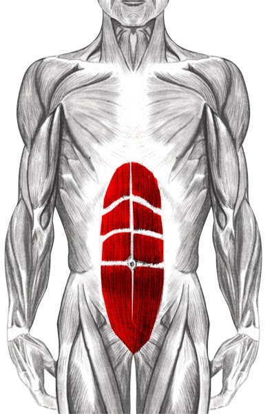 Quel est le groupe musculaire de cette image ?
