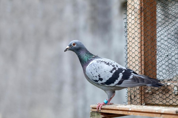 Comment appelle-t-on la femelle du pigeon, souvent plus petite que le mâle ?
