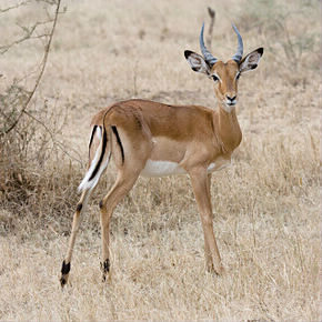 A quel âge un impala mâle est-il mature sexuellement ?