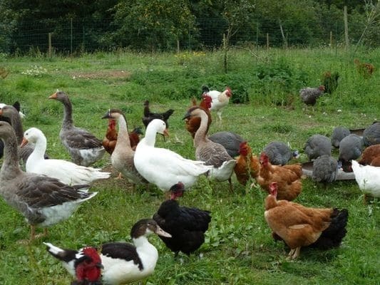 Pourquoi les éleveurs évitent la cohabitation canards / poules ?