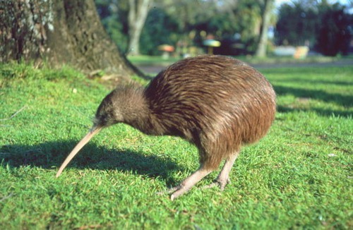 Quel est cet oiseau emblématique de la Nouvelle-Zélande ?