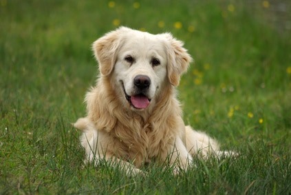 Le golden retriever est considéré comme une race de chien sociable, affectueux, loyal et docile.