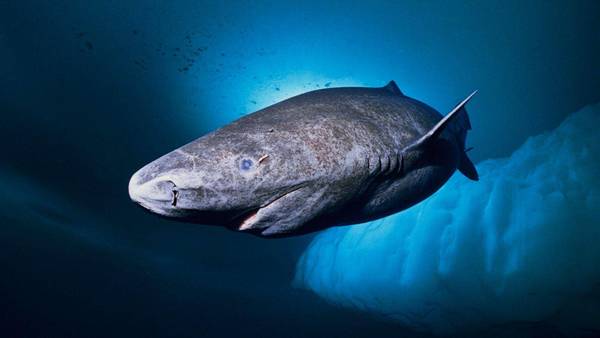 Il est le deuxième plus grand requin carnivore du monde et celui qui vit le plus longtemps, près de 400 ans !