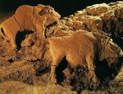 Quelle est la particularité des bisons du Tuc d'Adoubert ?
