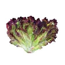 Quelle est cette salade ?