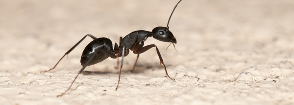 Pour chaque être humain il existe 1 million de fourmis.