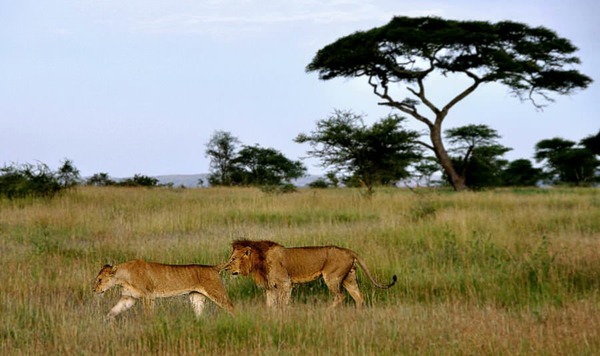 Quel parc de Tanzanie rassemble la plus grande concentration animalière au monde
