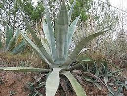 Donnez le nom usuel de cette plante ?
