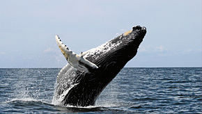 Combien pèse en moyenne une baleine à bosse adulte ?