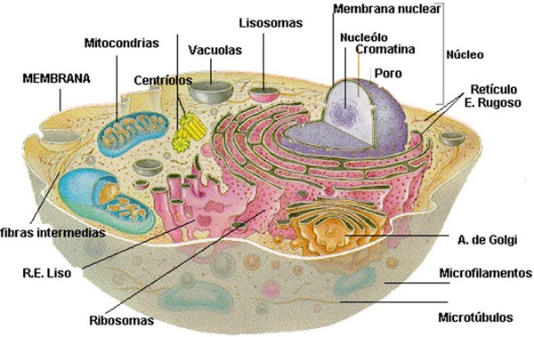 Julgue o item a seguir:  “As organelas citoplasmáticas constituem o interior das células e estão localizadas no citoplasma, que é constituído por um líquido gelatinoso denominado citosol.”