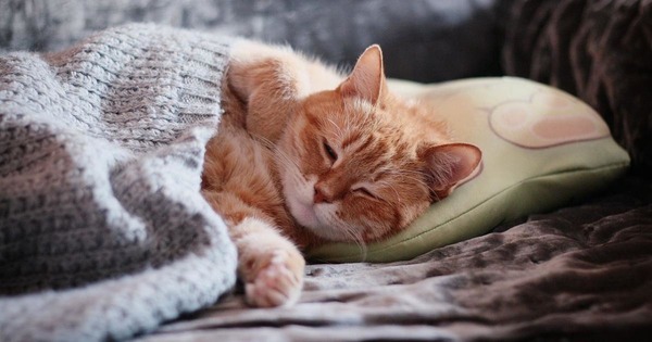 En moyenne, combien de temps de sa vie, un chat passe-t-il à dormir ?