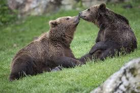 Où peut-on rencontrer des ours bruns ?