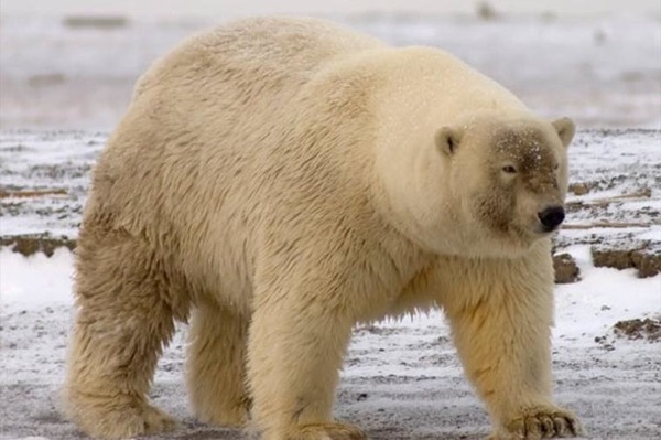 Lorsqu'une ourse polaire est croisée avec un grizzli, cela donne...