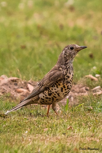 On dit de cet oiseau qu'il adore le raisin !