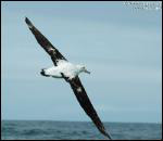 De tous les oiseaux il a la plus grande envergure (3, 5m d'une aile à l'autre). Il peut parcourir 500 km par jour au-dessus des océans en quelques coups d'ailes. Qui est-ce ?