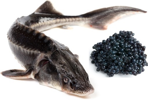 Le caviar est fait à partir d’œufs de poisson, mais lequel ?