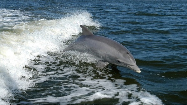 Le dauphin se propulse hors de l'eau grâce à sa ...