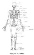 Le corps humain est fait de ...  os.