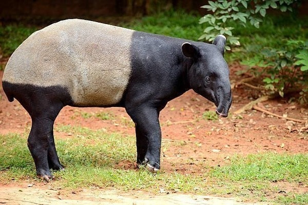 Cet animal est le seul de son espèce à être bicolore, où devez-vous vous rendre pour en voir un ?