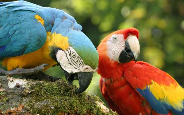 Les Amazones sont reconnaissables grâce à leur plumage bleu et jaune.