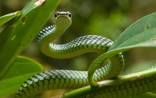 Par contre, pour voir ce serpent, il vous faudra aller à Bornéo, car il a une particularité très étonnante !