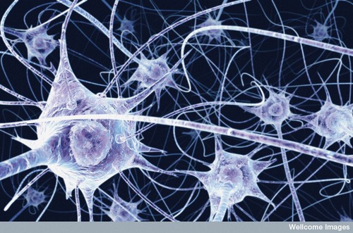 Combien a-t-on de neurones ?