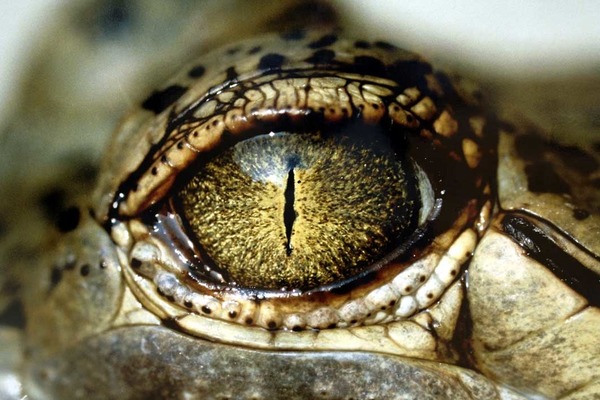 À quel animal appartient cet œil ?