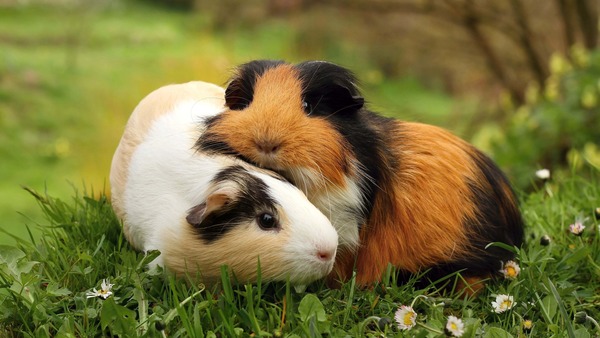 Un ami vous dit : « My pet is a guinea-pig. » Que lui répondez-vous ?