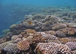 Un récif de corail peut protéger l'environnement ?