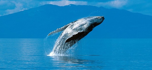 Comment dit-on "baleine" en espagnol ?