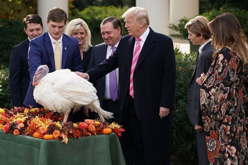 What are Trump doing with the turkeys ?