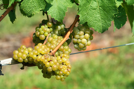 Le Mâconnais est particulièrement connu pour ses vins blancs élaborés à 80% d’un certain cépage, lequel ?