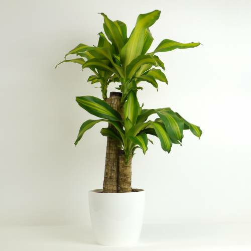 Donnez le nom usuel et le nom botanique de cette plante ?
