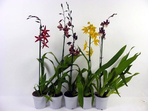 Donnez le nom usuel, le nom botanique et la famille de cette plante :