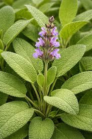 Donnez le nom usuel et le nom botanique de cette plante ?