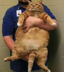 Combien pèse le plus gros chat de France ?