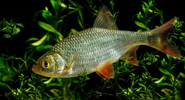Parmi les poissons suivants, lequel est un poisson de rivière ?