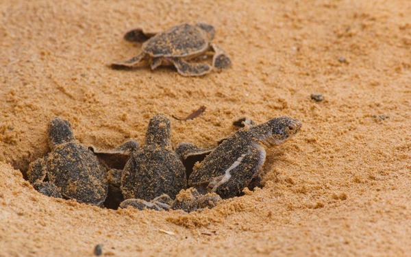 Sur mille tortues marines, combien seulement atteignent l'âge de se reproduire ?