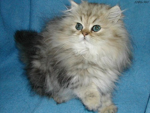 Quelle est la couleur de ce chat persan ?